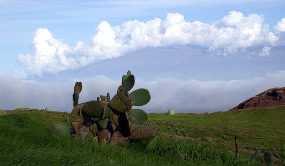 Kohala Mountain road.