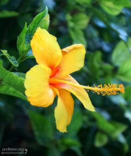 Ярко-желтый цветок гибискуса.