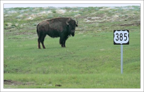 Бизон на обочине шоссе.