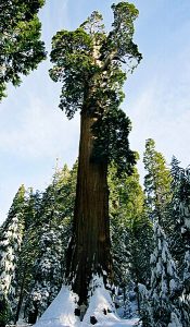 Огромная секвойя "The General Sherman tree". Окружность ствола у основания: 31 метр. Человечек внизу выглядит просто лилипутом.