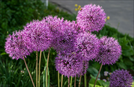Пурпурные цветы Исполинского лука (лат. Allium giganteum). Используется в основном как декоративное растение. Листья съедобны. Александровская слобода.