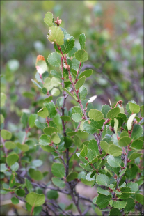 Карликовая березка.