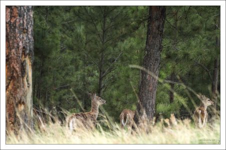 Семейство чернохвостых оленей (Mule deer) в лесу.