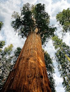 Лесные гиганты.