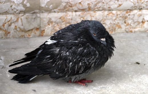 Нахохлившийся и мокрый голубь на площади San Marco.