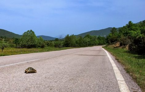 Греческая черепаха-спринтер (Testudo graeca) на сельской дороге. Vikos-Aoos National Park.