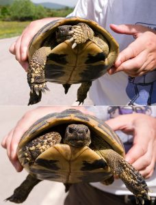 "Достали, папарацци!" Vikos-Aoos National Park.