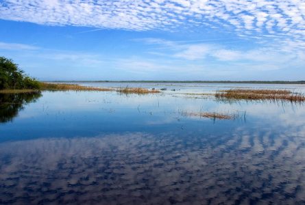 Отражения перистых облаков в лагуне заповедника Crooked Tree.