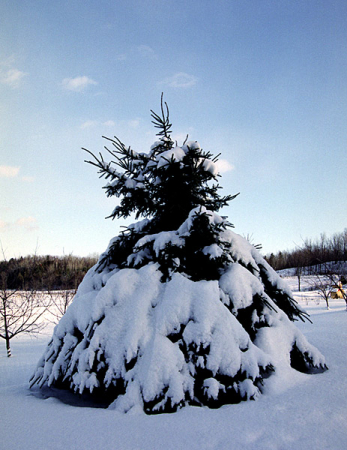 Ёлочная плантация.