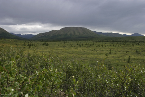 Тундра. В окрестностях реки Savage river.