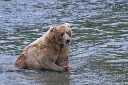 Альфа-самец с кусочком суши.