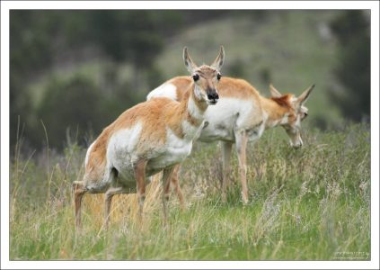 Вилорог (лат. Antilocapra americana) - самое древнее из копытных Северной Америки.