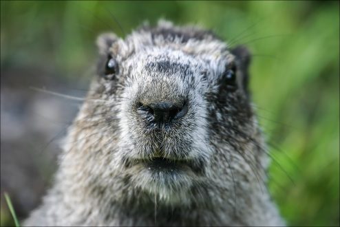 Нос мармота.