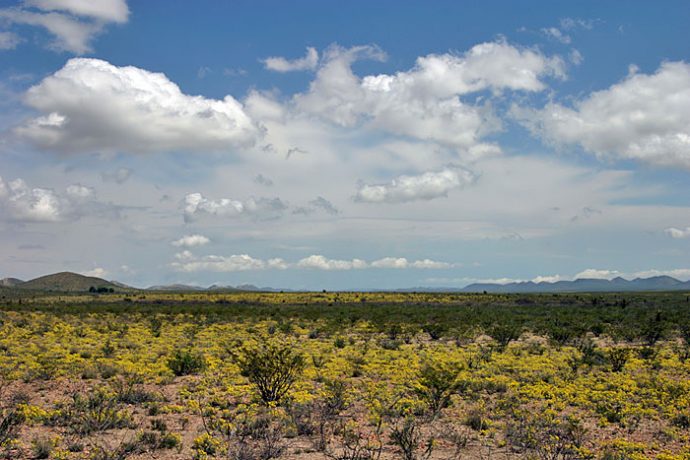 Желтый ковер пустыни (растение Dogweed).