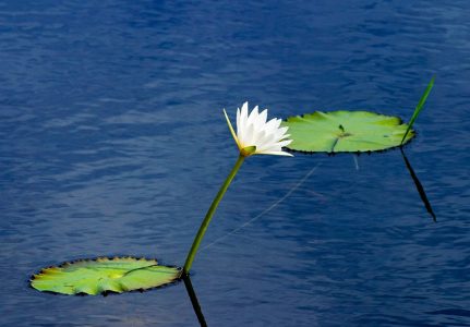 Кувшинка и листья-близнецы, соединенные стеблем под водой. Заповедник Crooked Tree.