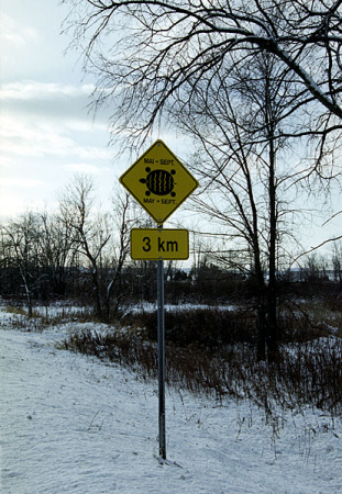 С мая по сентябрь в дорожном движении принимают участие черепахи.