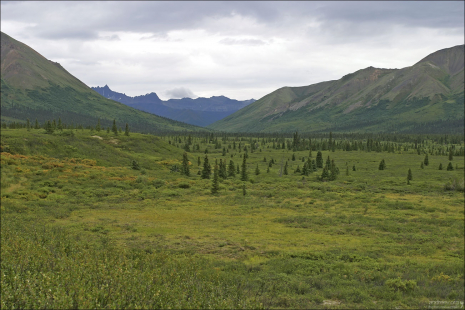Желто-зеленая тундра.