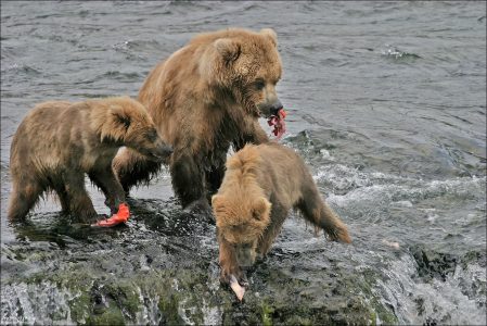Семейный обед (продолжение).