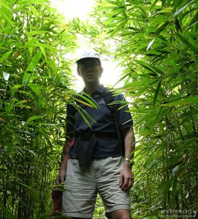 На тропе к "Четырем водопадам" через бамбуковый лес.