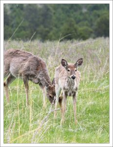 Самка Mule deer с олененком.