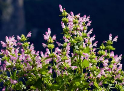 Розовые кусты Пикульника (Galeopsis tetrahit).