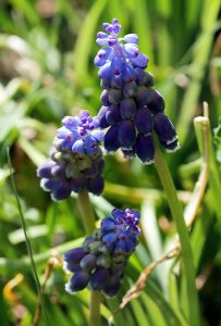 Гадючий лук (Muscari armeniacum).