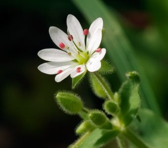 Цветок Мокрицы (Stellaria Media).