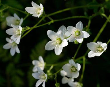 Белые цветы камнеломки (Saxifraga bronchialis).