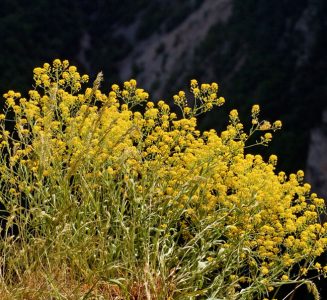 Заросли бурачка (Alyssum saxatile) на краю каньона.