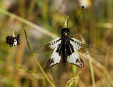 Бабочка-одноус в зарослях на краю каньона. Vikos-Aoos National Park.