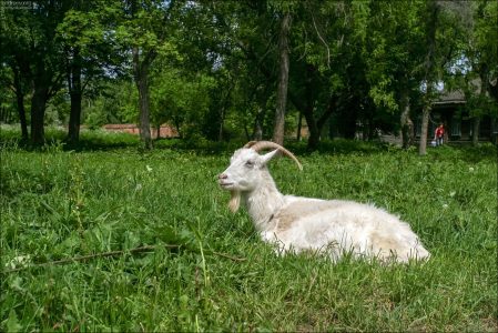 Задиристая коза-дереза на лужайке перед монастырем. Суздаль.