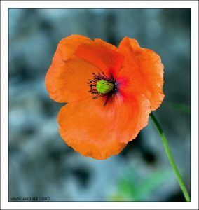 Мак-самосейка (Papaver rhoeas).