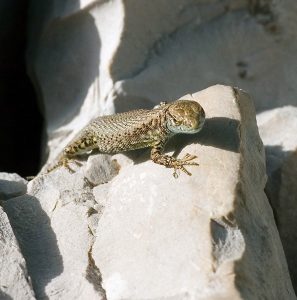 Греческая каменная ящерка (Lacerta graeca).