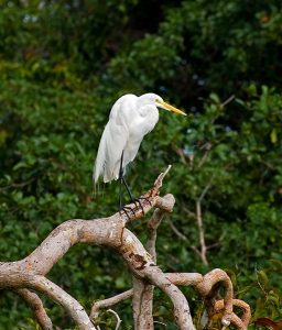 Нахохлившаяся белая цапля. Заповедник Crooked Tree.