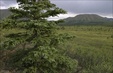 Гигантская ель и заросли карликовой березы.