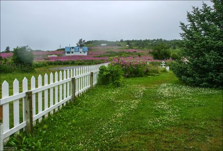 Поля иван-чая в окрестностях деревни Нинильчик.