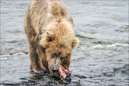 Один из трех медвежат с куском лосося.