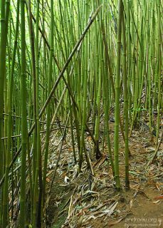 Бамбуковый лес. Тропа Na'ili'ili-haele.