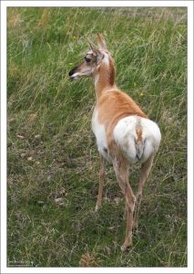 «Белое зеркало» вилорога.