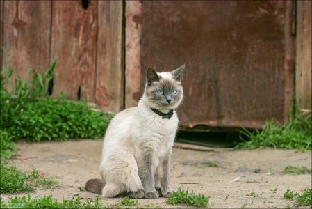 Кот благородного вида в одном из дворов Суздаля.