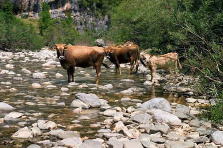 Коровы на водопое.