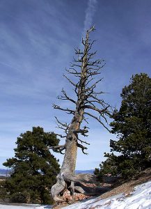Дерево с мощными корнями около Bryce point.