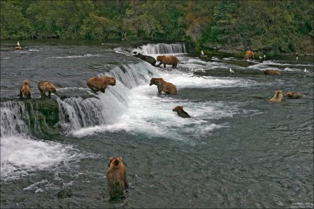 Толпа медведей на водопаде.