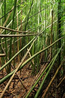 Почти непроходимые бамбуковые джунгли.