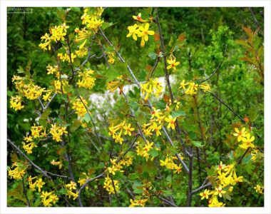 Куст Золотой смородины (лат. Ribes aureum).