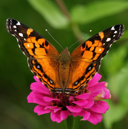 Бабочка-крапивница. Колчестер.