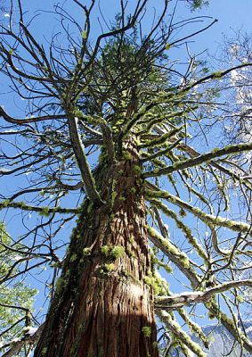 Паукообразная секвойя.