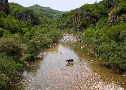 Собака-пастух гонит к стаду отставшую корову.