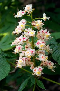 Цветущий каштан на берегах реки Aoos.