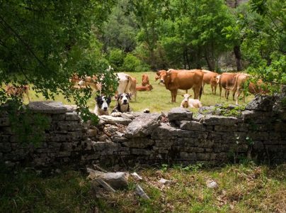 Собаки-пастухи, стерегущие стадо. Третий пёс спрятался.